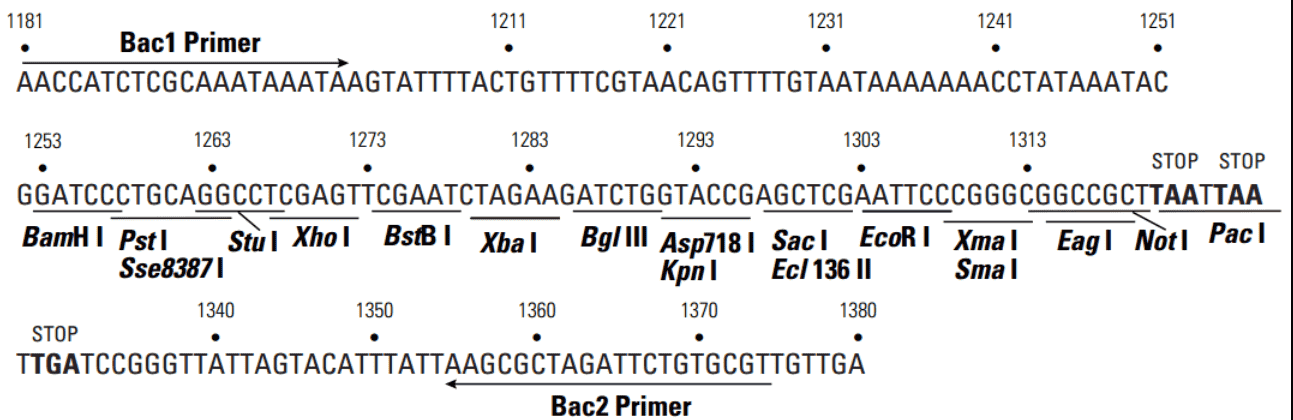 pBacpAK8-plasmid.png