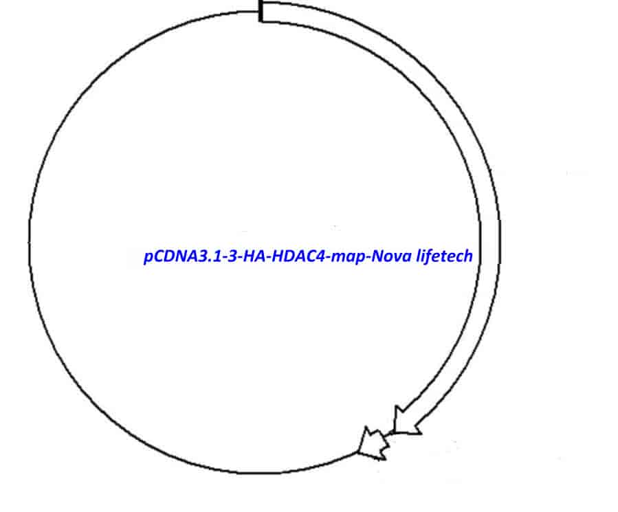 pCDNA3.1-3-HA-HDAC4