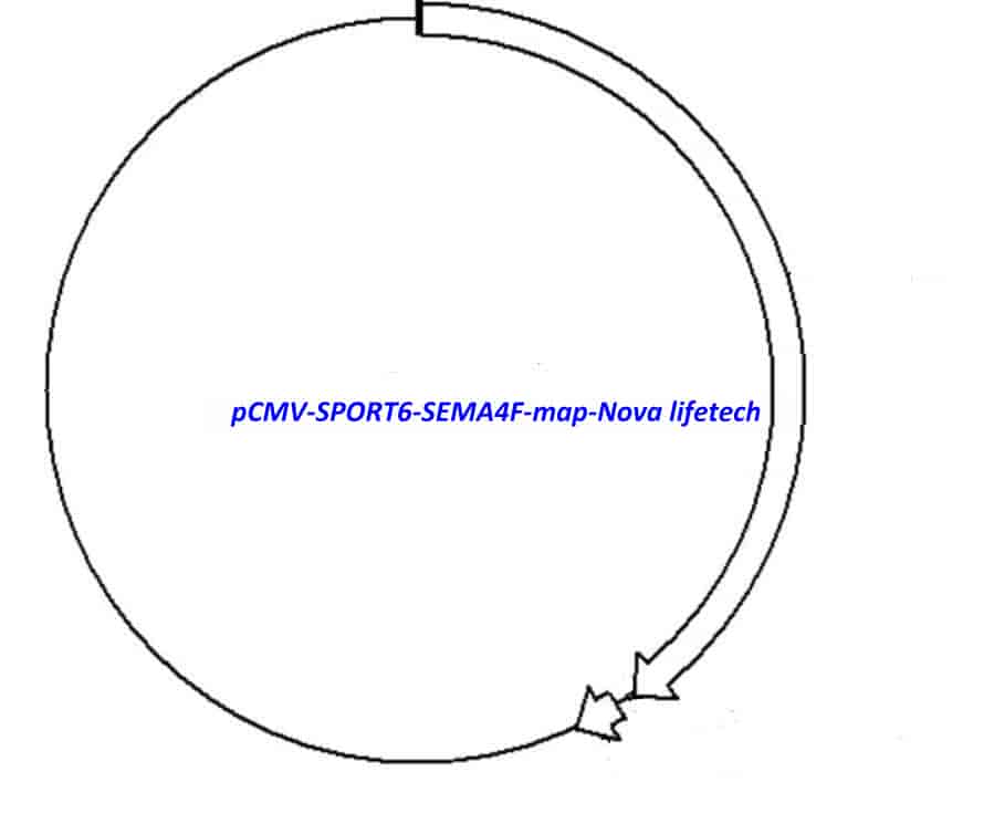 pCMV-SPORT6-SEMA4F