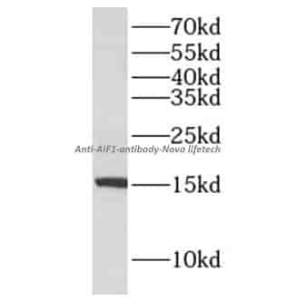 anti- AIF1 antibody
