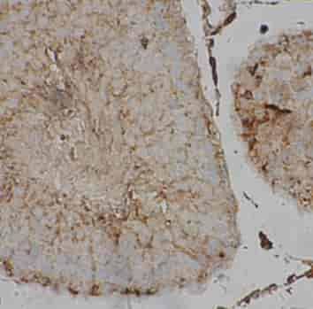 CRCM1 antibody