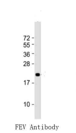 FEV Antibody