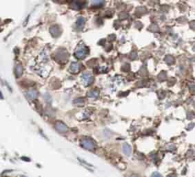 HYOU1 antibody