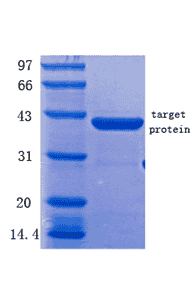 Human betatrophin Protein