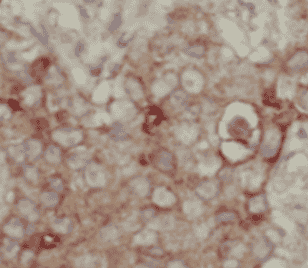 CD9 antibody