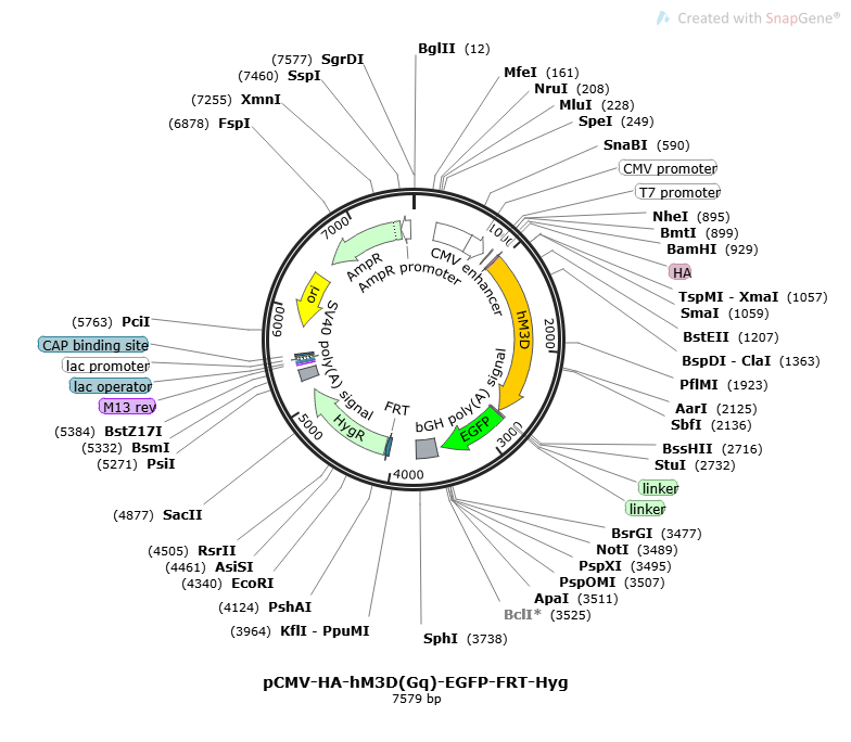 pCMV-HA-hM3D(Gq)-EGFP-FRT-Hyg Plasmid pCMV-HA-hM3D(Gq)-EGFP-FRT-Hyg Plasmid