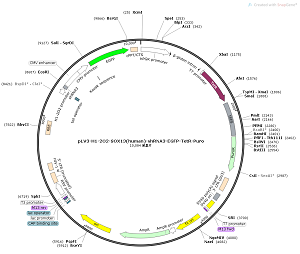 pLV3-H1-2O2-SOX13-shRNA3-EGFP-TetR-Puro plasmid [PVT86047] - $280.00
