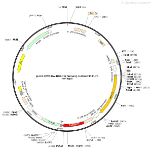 pLV3-CMV-HA-HDAC3-turboRFP-Puro plasmid [PVT86093] Plasmid Vector ...
