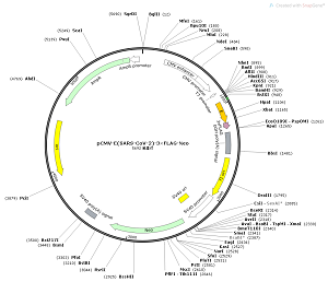 pCMV-E-3×FLAG-Neo plasmid [PVT86260] - $280.00