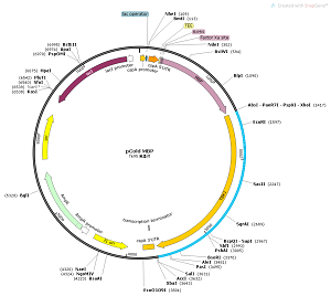 pCold-MBP-TBK1( plasmid [PVT86434] - $280.00