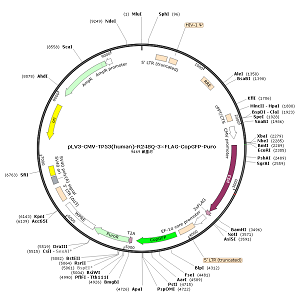 pLV3-CMV-TP53-R248Q-3×FLAG-CopGFP-Puro plasmid [PVT87341] - $280.00