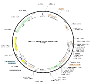 pLV3-U6-IFITM1-shRNA1-Puro plasmid [PVT87413] Plasmid Vector | High ...
