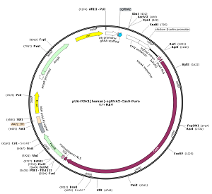 pU6-PDK1-sgRNA2-Cas9-Puro plasmid [PVT87489] - $280.00