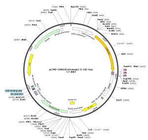 pCMV-CMKLR1-3×HA-Neo plasmid