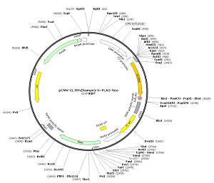 pCMV-CLTRN-3×FLAG-Neo plasmid