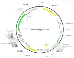 pU6-Alpk1-shRNA1-EGFP-Neo plasmid [PVT88128] Plasmid Vector | High Copy ...