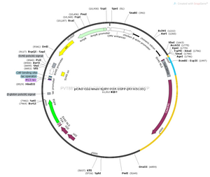 pCAG-CBE4max-SpRY-CBE6b-EGFP plasmid [PVT88172] Plasmid Vector | High ...