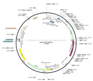 pLV3-TRE-attB1-MCS-attB2-Puro-rtTA plasmid [PVT88554] Plasmid Vector ...