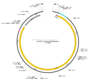 pLVX3-3×FLAG-FGD5 plasmid [PVT88795] Plasmid Vector | High Copy E. coli ...
