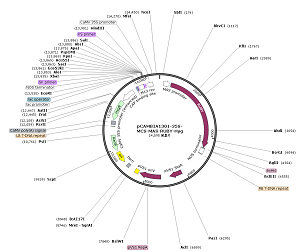 pCAMBIA1301-35S-MCS-MAS-RUBY-Hyg plasmid