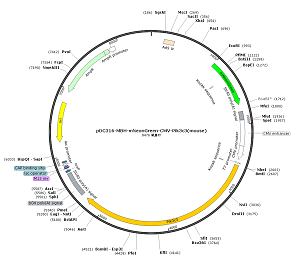 pDC316-MBH-mNeonGreen-CMV-Pik3c3 plasmid [PVT89196] - $280.00