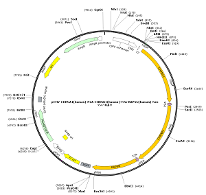 pCMV-CHRNA1-P2A-CHRNB1-T2A-RAPSN-Neo plasmid [PVT89445] - $280.00