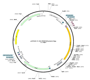 pCDNA5-3×HA-PRMT2-Hyg plasmid [PVT89474] Plasmid Vector | High Copy E ...