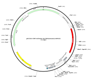 pDC316-CMV-mCherry-U6-Pdk1-shRNA1 plasmid [PVT89498] Plasmid Vector ...