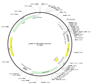 pCMV-T7-MCS-SP6-FLAG-Neo plasmid [PVT89578] Plasmid Vector | High Copy ...