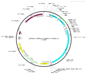 pETDuet-1-AtRBX1-T7-HsSKP1-T7-AtCUL1-S plasmid