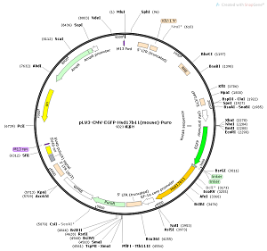 pLV3-CMV-EGFP-Hsd17b11-Puro plasmid