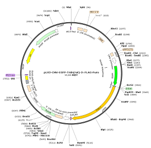pLV3-CMV-EGFP-Trdn-3×FLAG-Puro plasmid
