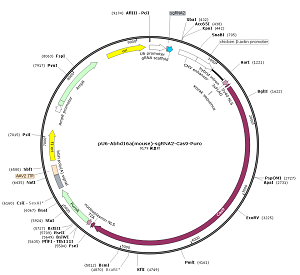 pU6-Abhd16a-sgRNA2-Cas9-Puro plasmid
