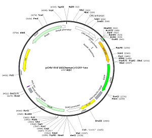 pCMV-RNF185-EGFP-Neo plasmid [PVT90381] Plasmid Vector | High Copy E ...