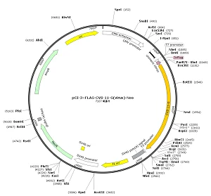 pCI-3×FLAG-CVS-11-G-Neo plasmid [PVT90407] - $280.00