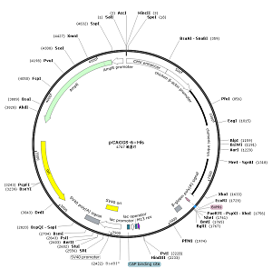 pCAGGS-6×His plasmid [PVT90451] Plasmid Vector | High Copy E. coli ...