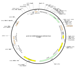pLV3-U6-CHMP2A-shRNA3-Puro plasmid [PVT90462] - $280.00