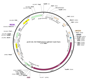 pLV3-U6-ZNF768-sgRNA2-Cas9-Puro plasmid