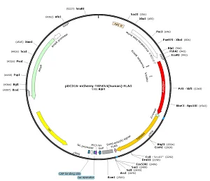 pDC316-mCherry-TSPAN4-FLAG plasmid [PVT90870] Plasmid Vector | High ...