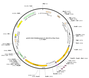 pLV3-CAG-PAH-3×HA-EF1a-Fluc-Puro plasmid