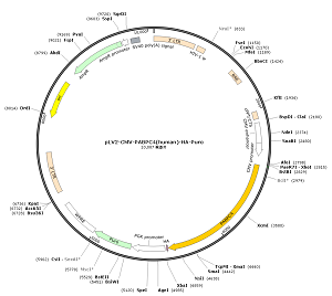 pLV2-CMV-PABPC4-HA-Puro plasmid [PVT90941] - $280.00