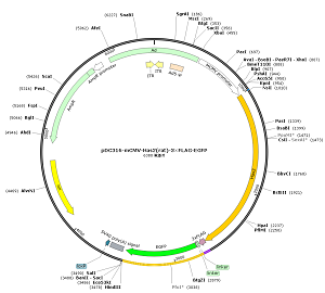 pDC316-mCMV-Has2-3×FLAG-EGFP plasmid [PVT91378] Plasmid Vector | High ...