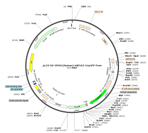 pLV3-U6-GPR61-shRNA3-CopGFP-Puro plasmid
