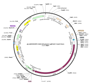 pLentiCRISPR-SAE1-sgRNA2-Cas9-Puro plasmid