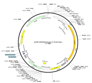 pCMV-SPAM1-3×FLAG-Puro plasmid [PVT91513] Plasmid Vector | High Copy E ...