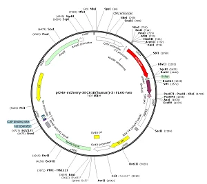pCMV-mCherry-SEC61B-3×FLAG-Neo plasmid [PVT91531] - $280.00