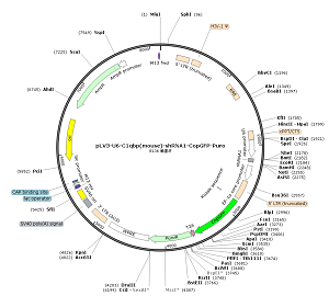 pLV3-U6-C1qbp-shRNA1-CopGFP-Puro plasmid