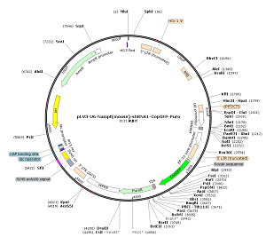 pLV3-U6-Nampt-shRNA1-CopGFP-Puro plasmid