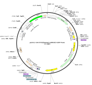 pLKO.1-U6-DTX2-shRNA2-EGFP-Puro plasmid