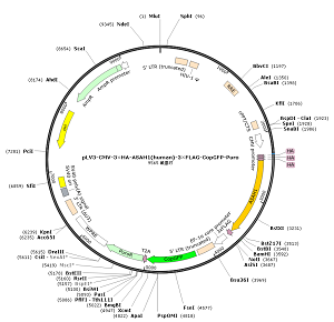 pLV3-CMV-3×HA-ASAH1-3×FLAG-CopGFP-Puro plasmid